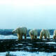 Natural System of Wrangel Island Reserve