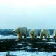 Natural System of Wrangel Island Reserve