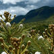 Cerrado Protected Areas: Chapada dos Veadeiros and Emas National Parks