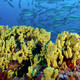 Coiba National Park and its Special Zone of Marine Protection