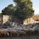 The Causses and the Cévennes, Mediterranean agro-pastoral Cultural Landscape