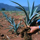 Agave Landscape and Ancient Industrial Facilities of Tequila