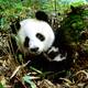 Sichuan Giant Panda Sanctuaries - Wolong, Mt Siguniang and Jiajin Mountains