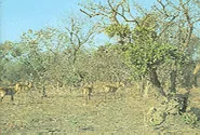 Comoé National Park