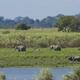 Kaziranga National Park