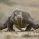 Komodo National Park