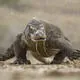 Komodo National Park
