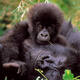 Virunga National Park