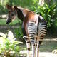 Okapi Wildlife Reserve