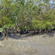 The Sundarbans