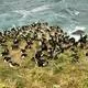 New Zealand Sub-Antarctic Islands